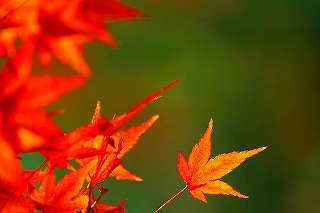 s-autumn.jpg
