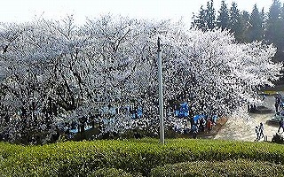 s-hanami_%20001.jpg